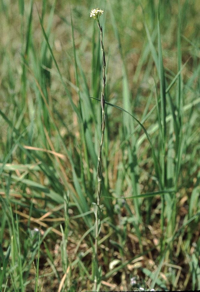 Turritis glabra